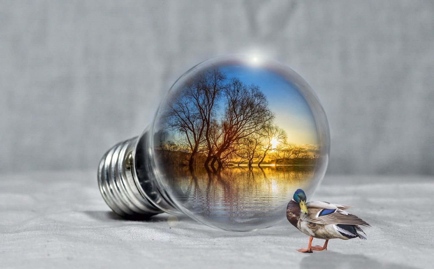 World reflection in a bulb