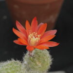 Orange Cacti